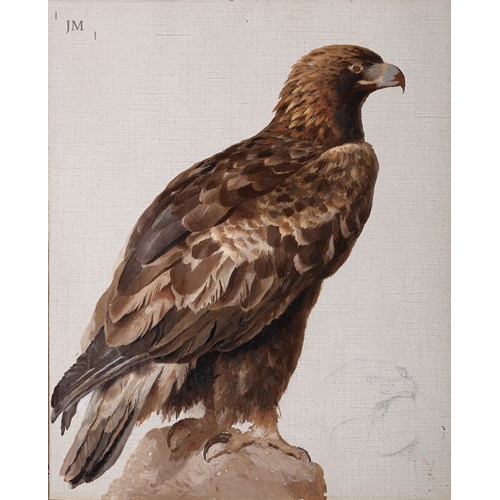 A Golden Eagle - study